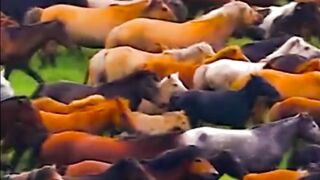 самые прекрасные и грациозные животные в мире