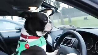 Funny Dog - Best Of The 2021 Funny Dog Videos - TRY NOT TO LAUGH!