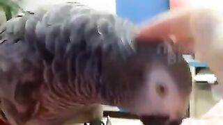 Попугай прикол!  Ромочкам посвящается :)