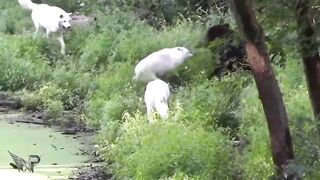 WOLVES VS BEAR