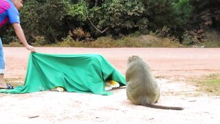 Fake Tiger Prank Monkey and Dog So Funny