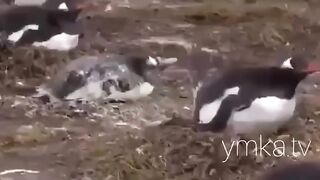 Немного подгадил