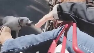pitbull and horse in newyork park