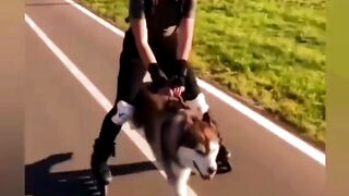 самый крутой хаски