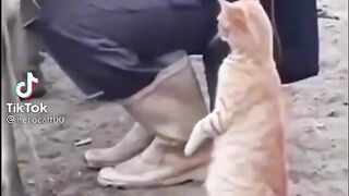 Smart cat need fresh milke