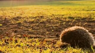 самое милое видео сегодня