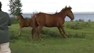 Весёлые частушки под гармонь