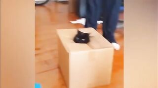 Подборка приколов с животными №17