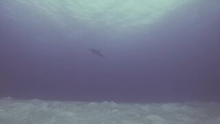 Дикие дельфины плавают с аквалангистами на Багамах