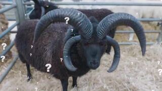 Гибриды Животных, Которые Выглядят Как не с Нашей Планеты