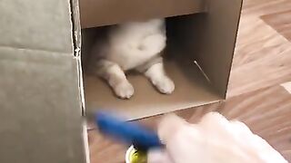 Cat Sonya ВЫЛОЖИЛ НОВЫЙ ТИКТОК   tik tok   TIKTOK  КОТ СОНЯ кат sonya kisa 801 тик ток