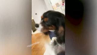 СМЕШНЫЕ ЖИВОТНЫЕ 2021/ЛУЧШИЕ ПРИКОЛЫ С КОТАМИ