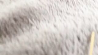 Cute Rabbit - Best Of The 2021 Funny Animal Videos - TRY NOT TO LAUGH!