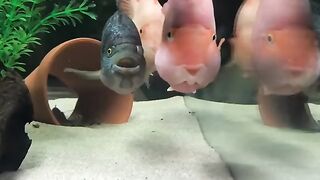 Funny Fishes - Best Of The 2021 Funny Animal Videos - TRY NOT TO LAUGH!