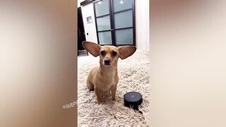 СМЕШНЫЕ КОШКИ 2021 И ДРУГИЕ ЖИВОТНЫЕ