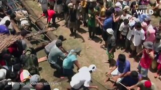 Крокодилы Гиганты, Которых Удалось Заснять на Камеру