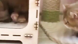 Кошкин дом