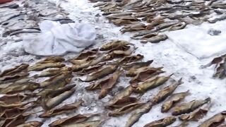 Изъято более 1100 экземпляров незаконно добытой рыбы и икра