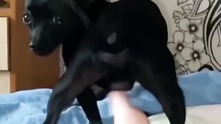 Прикол Золотие купола