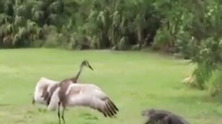 I LAUGHED FOR HALF AN HOUR _ FUNNY ANIMALS, CATS AND DOGS THE BEST JOKES