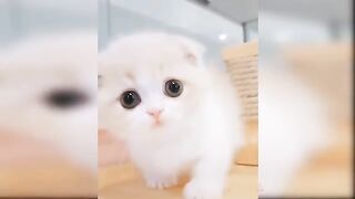 Beutyy full cat video cat video ????????