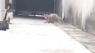 Fun with animals , funny dogs and cats , laughter to tears