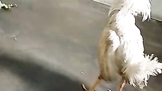 birds and fight