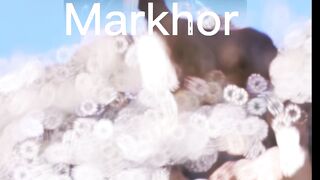 Markhor amzing