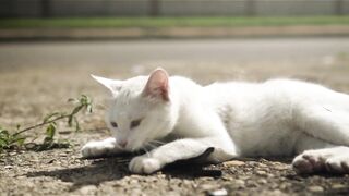 New cute cat 2023
