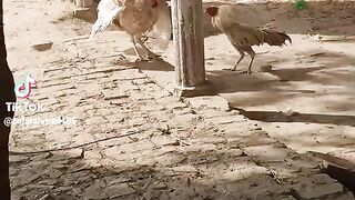 Murgh fìght