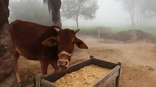 Morning view of my village