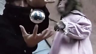 Animals funny video