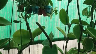 Hoya plant