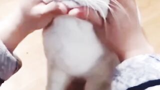 Cutest kitten's