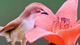 Beautifull bird