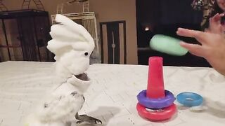 My Cockatoo Playing with Baby Toys | PARROT VIDEO OF THE DAY