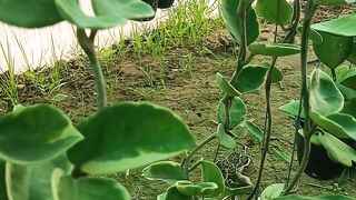 Green plan