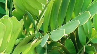 Zambia palm