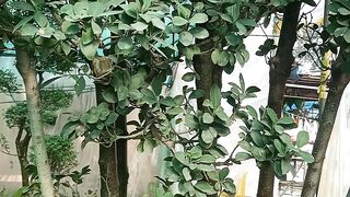 Ficus bonsai thailand