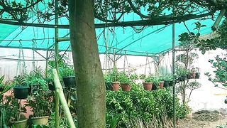 Ficus bonsai