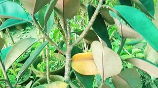 Rubbar plant