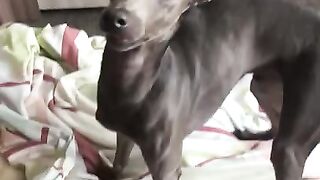 Сережа собака улыбака серожа улыбнись