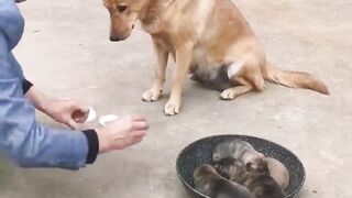 Dog iq level