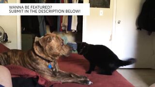 Cat and dog funny fight vedio