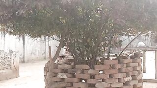 Natural vedio