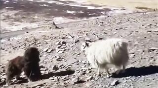 #Funny Animals # animal fight # vairul funny short video.