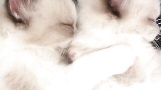 Sleep sleep and sleep