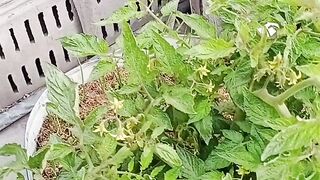 ہماری چھت کے اوپر بہت بڑا ٹماٹر کا پودا