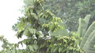 Rain Day Relixing Music