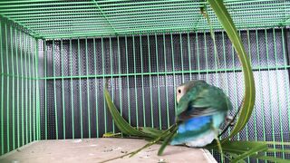 A beautiful video about Parrot ????,#short
